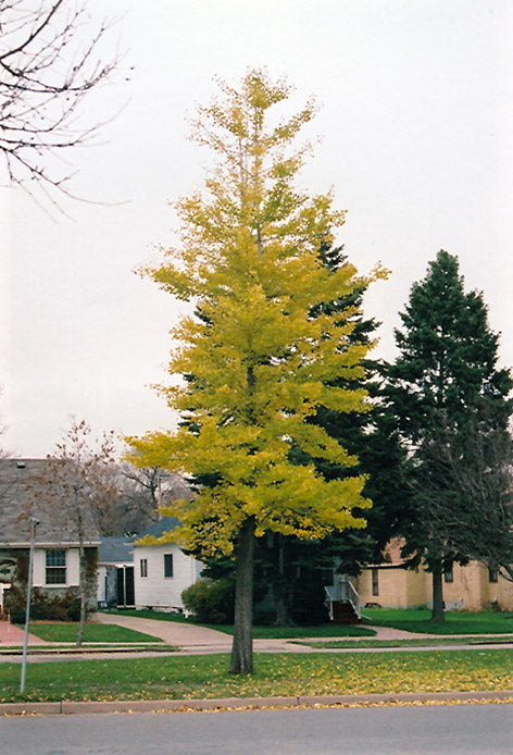 Ginkgo biloba 'Princeton Sentry'