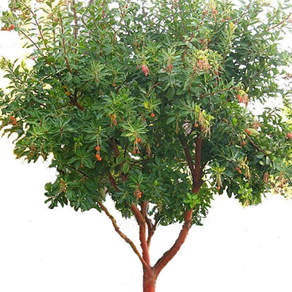 Arbutus unedo (Strawberry Tree)