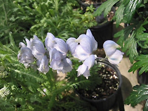 Aconitum x cammarum 'Stainless Steel' (Monkshood)