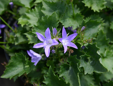 Campanula poscharskyana 'Blue Waterfall' (Bellflower)