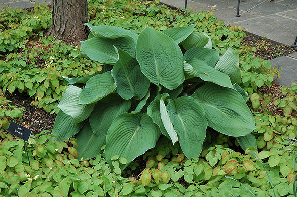 Hosta 'Blue Angel'