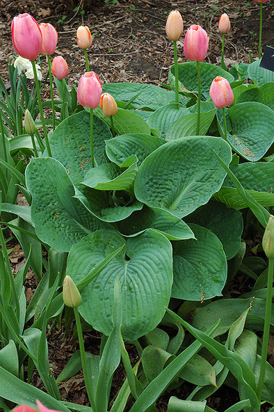 Hosta sieboldiana 'Elegans'