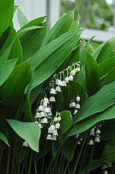 Convallaria majalis (Lily-Of-The-Valley)