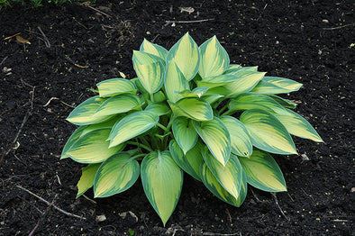 Hosta 'June'