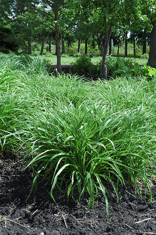 Molinia caerulea (Moor Grass)