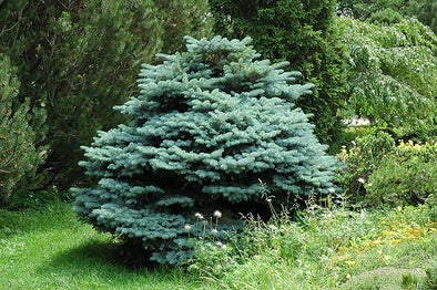 Picea pungens glauca 'Globosa' (Globe Blue Spruce)