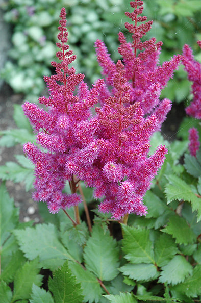 Astilbe chinensis 'Visions' (False Goatsbeard / False Spiraea)