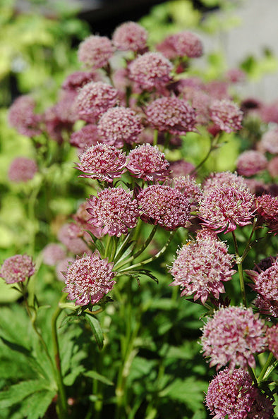 Astrantia major 'Hadspen Blood' (Masterwort)