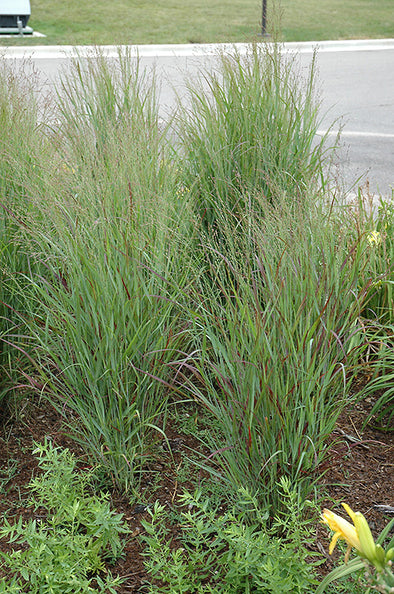 Panicum virgatum 'Shenandoah' (Reed Switch Grass)