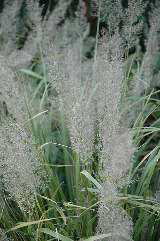 Calamagrostis brachytricha (Korean Reed Grass)