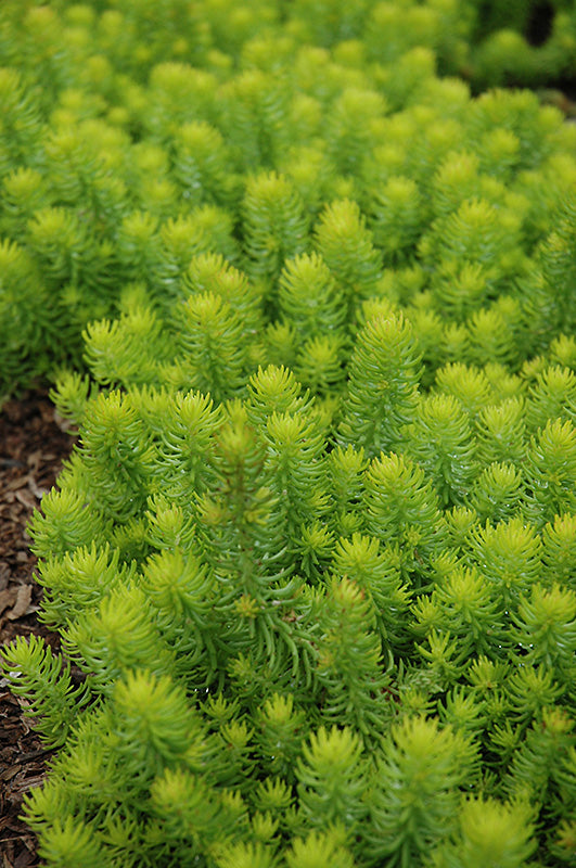 Sedum rupestre 'Angelina' (Angelina Stonecrop)