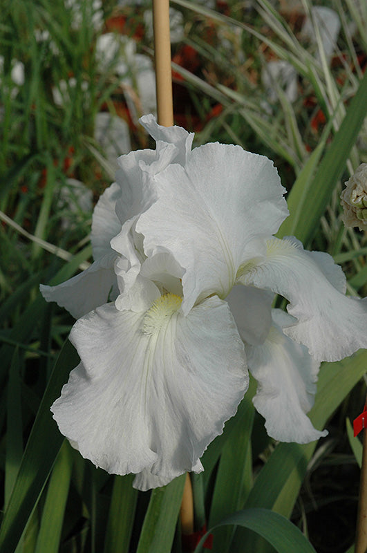 Iris germanica 'Immortality'