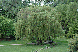 Salix matsudana 'Golden Curls' (Golden Curls Willow)