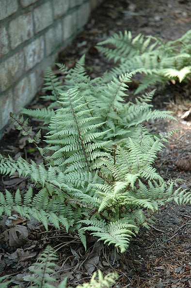 Athyrium 'Ghost' (Ghost Painted Fern)