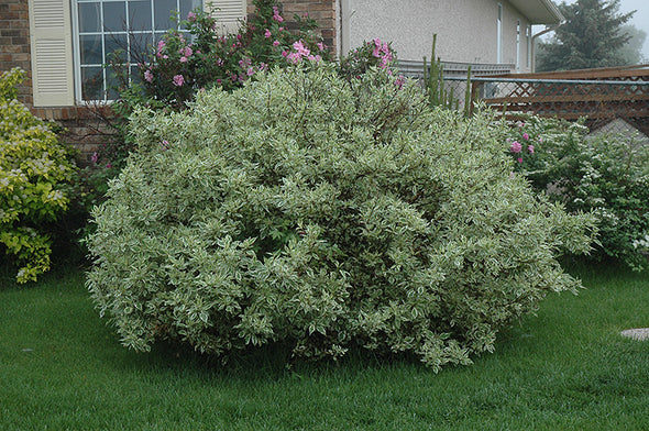 Cornus alba 'Ivory Halo' (Ivory Halo Dogwood)