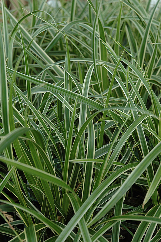 Carex morrowii 'Ice Dance' (Sedge)