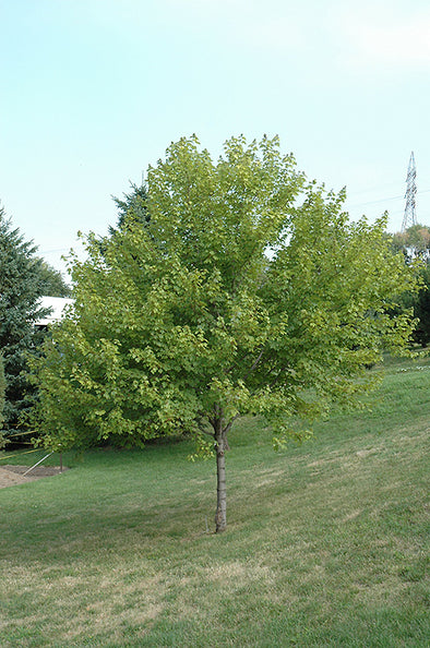 Acer rubrum 'Burgundy Belle' ('Magnificent Magenta' Red Maple)