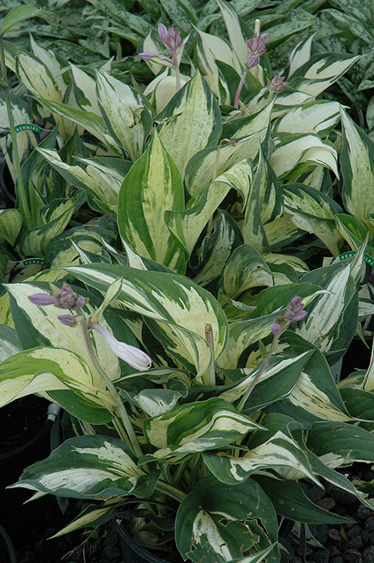 Hosta 'Revolution'