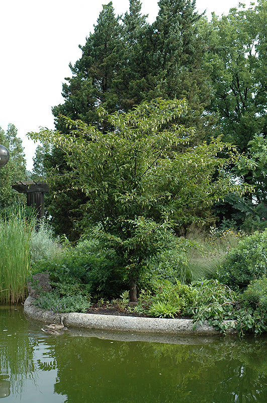 Carpinus japonica (Japanese Hornbeam)