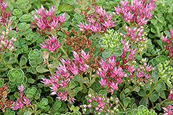 Sedum spurium 'John Creech' (John Creech Stonecrop)