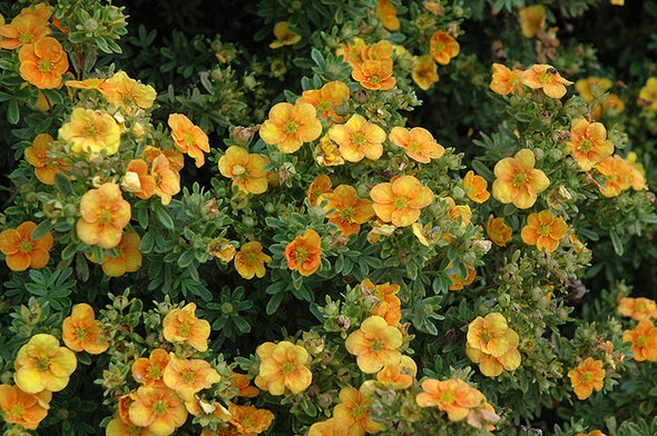 Potentilla fruticosa 'Mango Tango / Uman' (Mango Tango Potentilla)