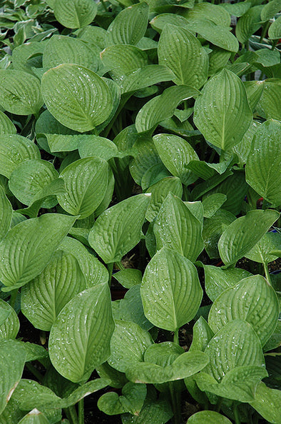 Hosta 'Royal Standard'