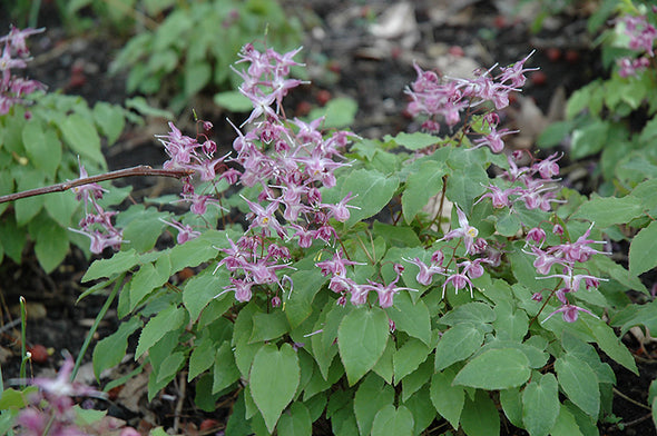 Epimedium gradiflorum 'Lilafee'