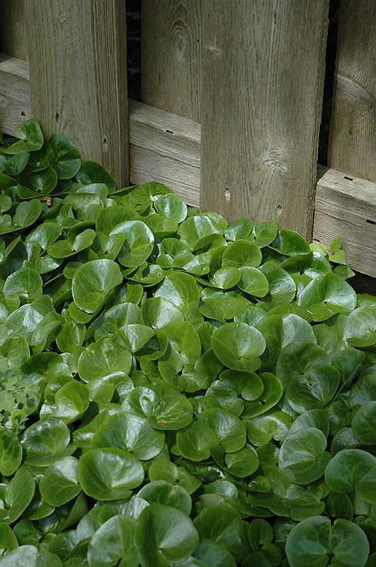 Asarum europaeum (European Wild Ginger)