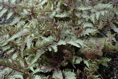 Athyrium niponicum 'Red Beauty' (Painted Fern)