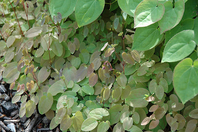 Epimedium x youngianum 'Roseum'