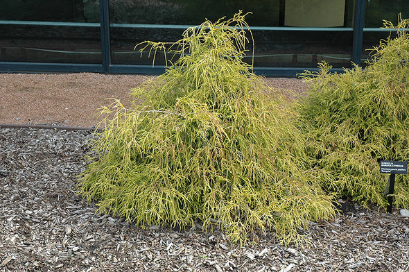 Chamaecyparis pisifera 'Sungold'