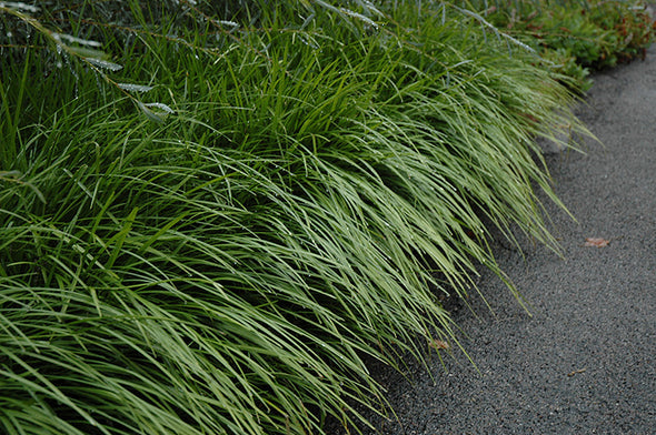 Liriope spicata (Lily Turf)