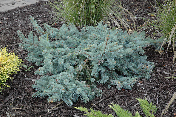 Picea pungens glauca 'Procumbens' (Procumbens Spruce)