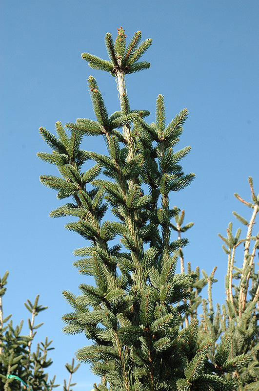 Picea abies 'Cupressina' (Columnar Norway Spruce)