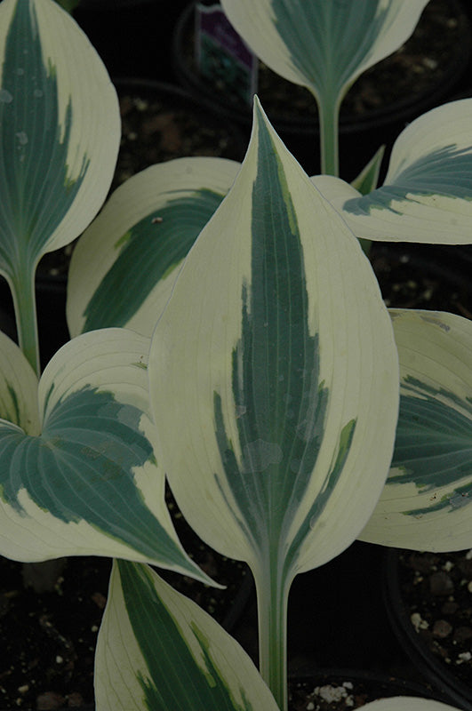 Hosta 'Blue Ivory'