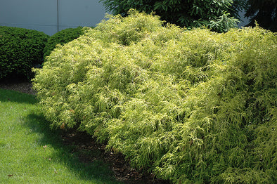 Chamaecyparis pisifera 'Aurea Nana'