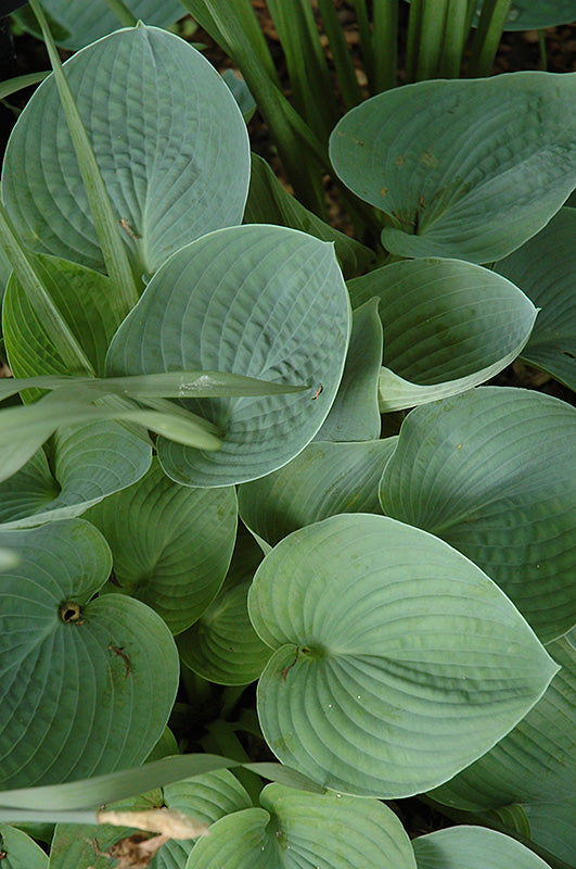 Hosta 'Hadspen Blue'