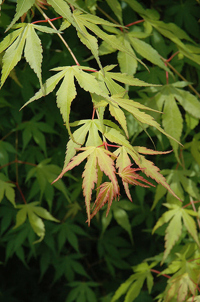 Acer palmatum 'Katsura' (Japanese Maple)