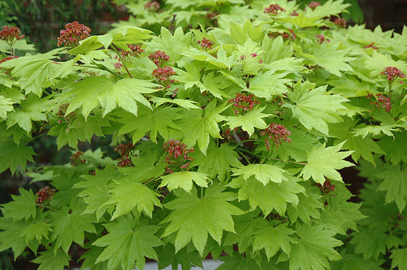 Acer shirasawanum 'Aureum' (Golden Full Moon Maple)