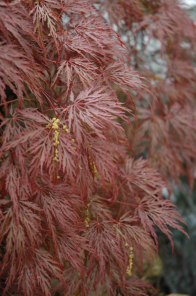 Acer palmatum dissectum 'Inaba Shidare' (Weeping Cutleaf Japanese Maple)