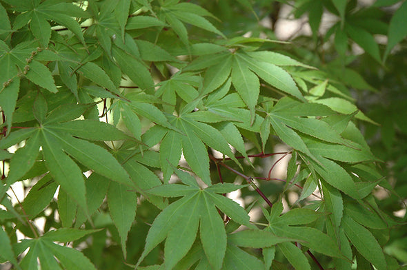Acer palmatum 'Osakazuki' (Japanese Maple)