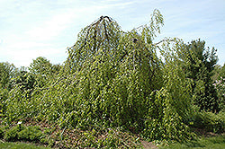 Fagus sylvatica 'Pendula' (Weeping Beech)