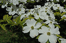 Cornus florida 'Rainbow' (Rainbow Flowering Dogwood)