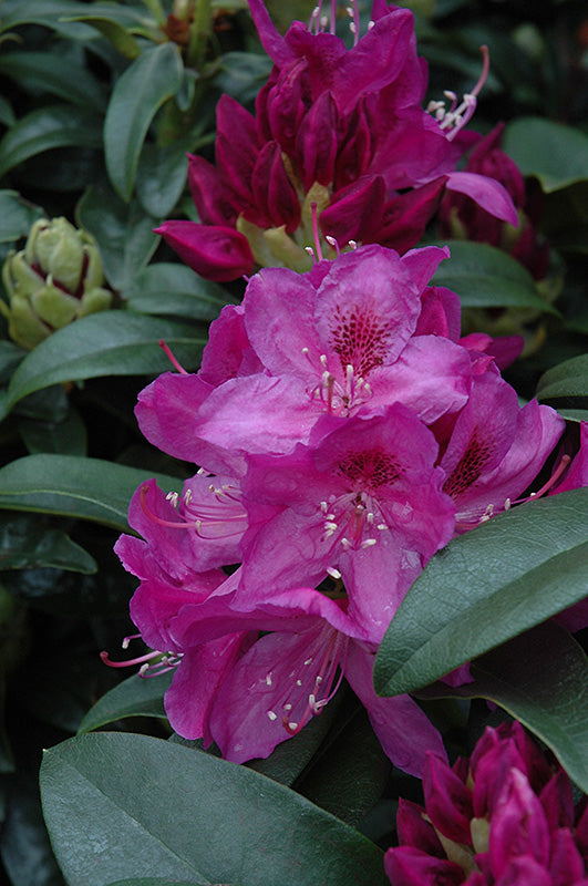 Rhododendron 'Azurro'