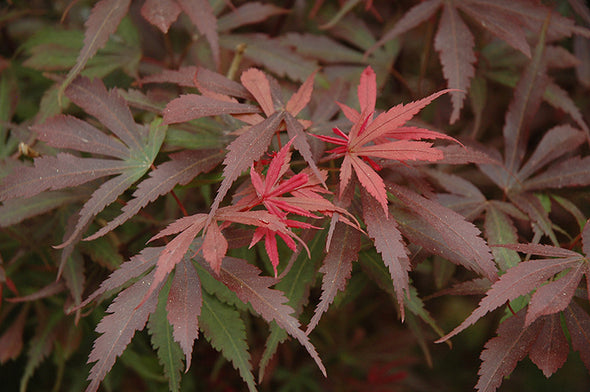 Acer palmatum 'Shaina' (Japanese Maple)