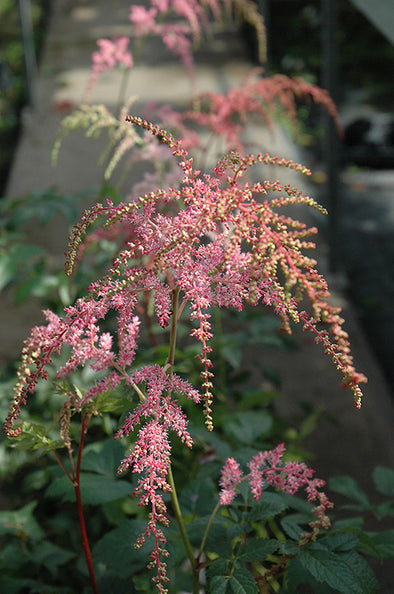 Astilbe x arendsii 'Ostrich Plume' (False Goatsbeard / False Spiraea)