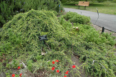 Cedrus libani 'Pendula' (Weeping Cedar of Lebanon)