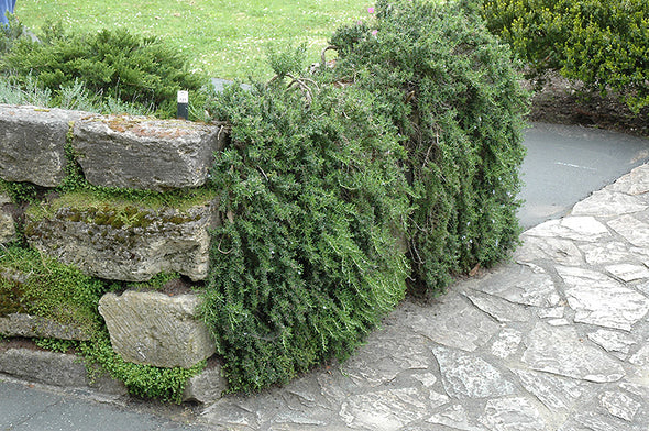 Rosmarinus officinalis 'Prostratus' (Trailing Rosemary)