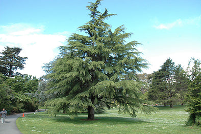 Cedrus deodara (Deodar Cedar)