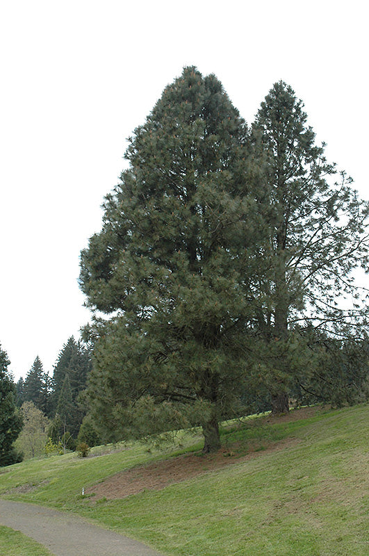 Pinus ponderosa (Yellow Pine)